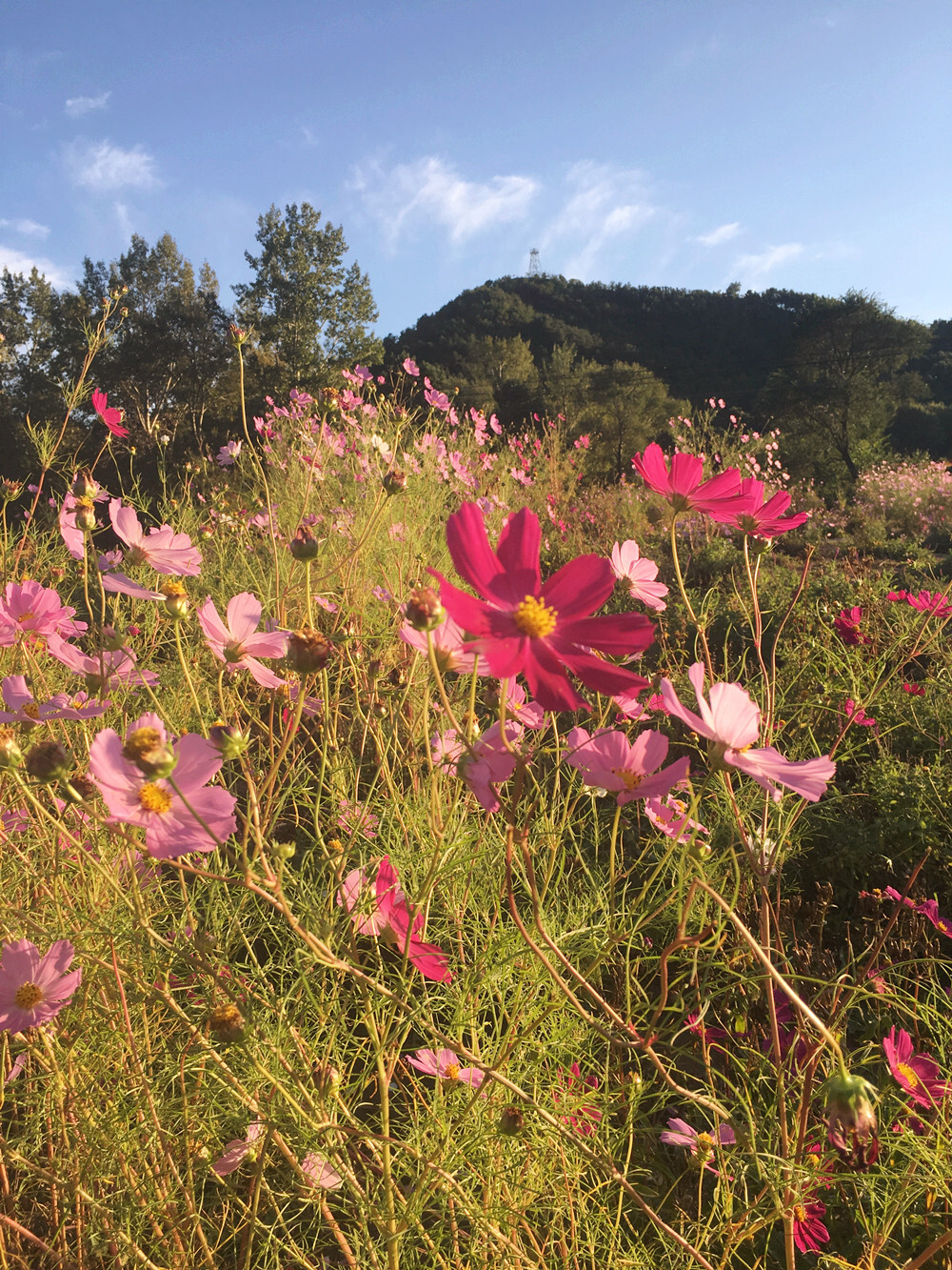 2016延庆四季花海