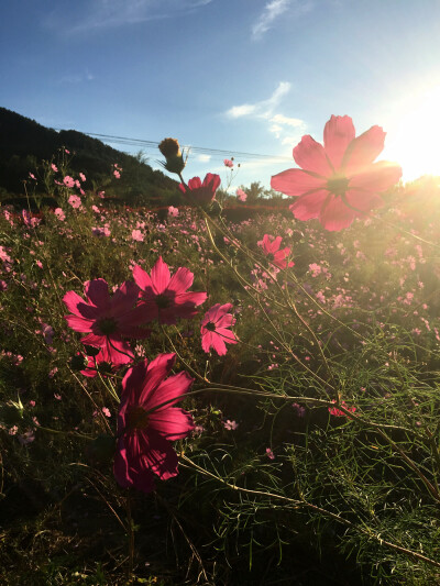 2016延庆四季花海