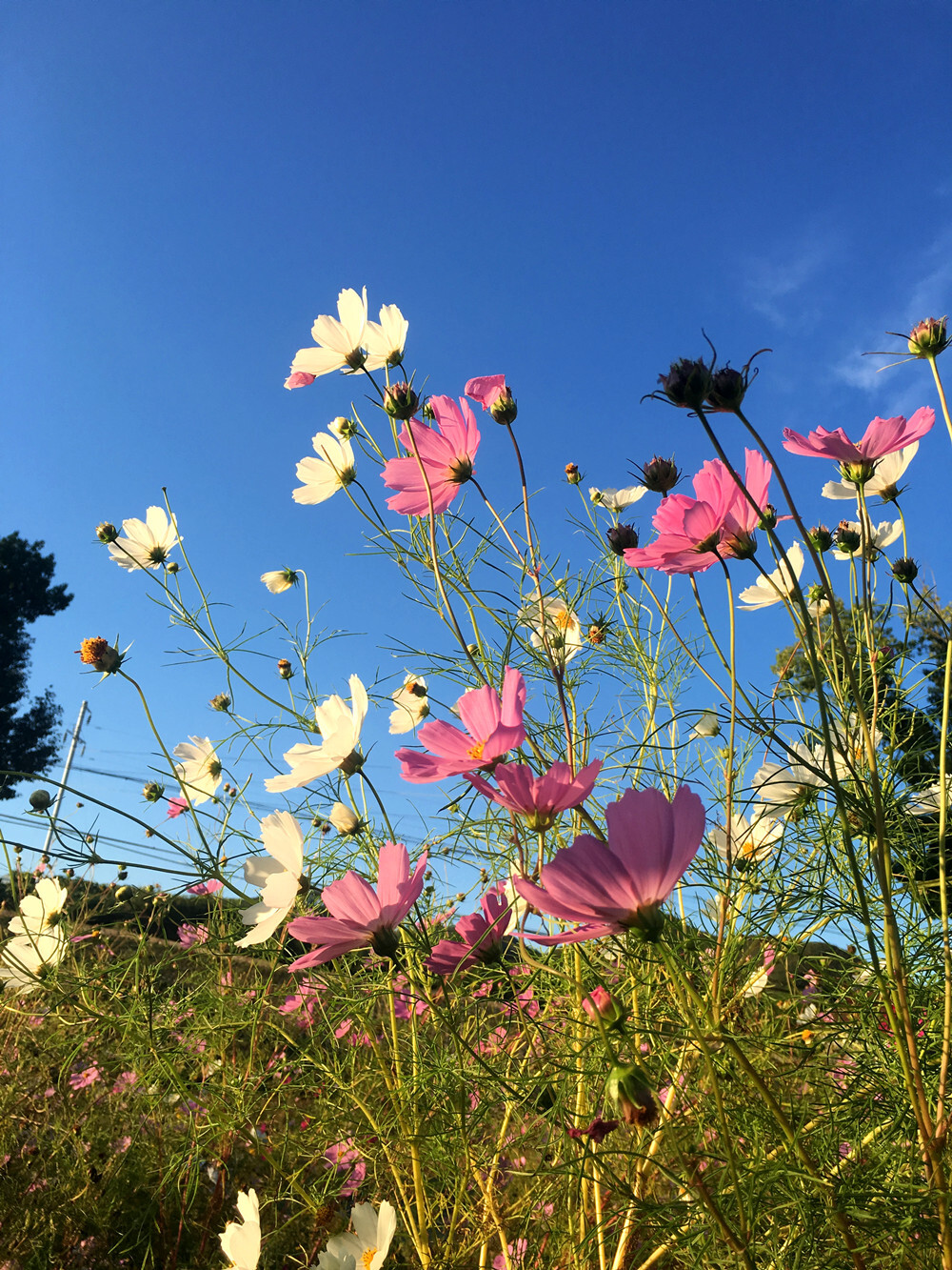 2016延庆四季花海