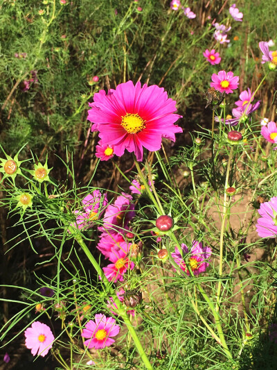 2016延庆四季花海