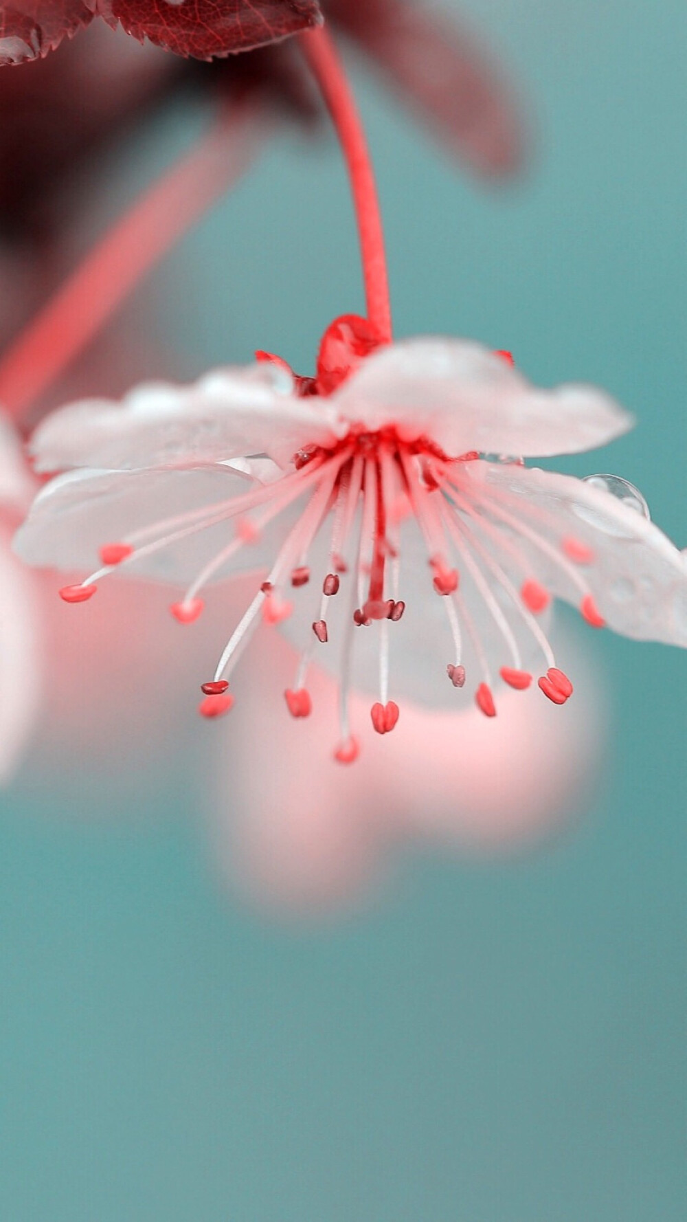 花朵风景淡雅图片