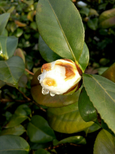 早春。山茶花