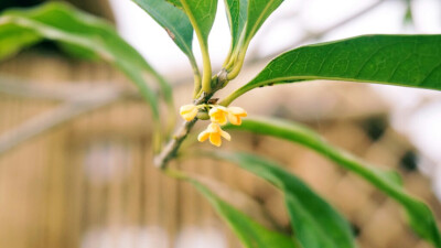 山云漠漠桂花湿。