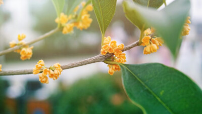 山云漠漠桂花湿。