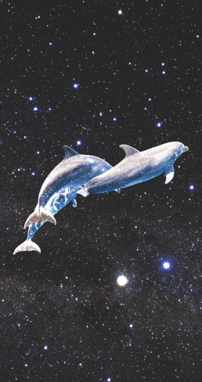 dolphin