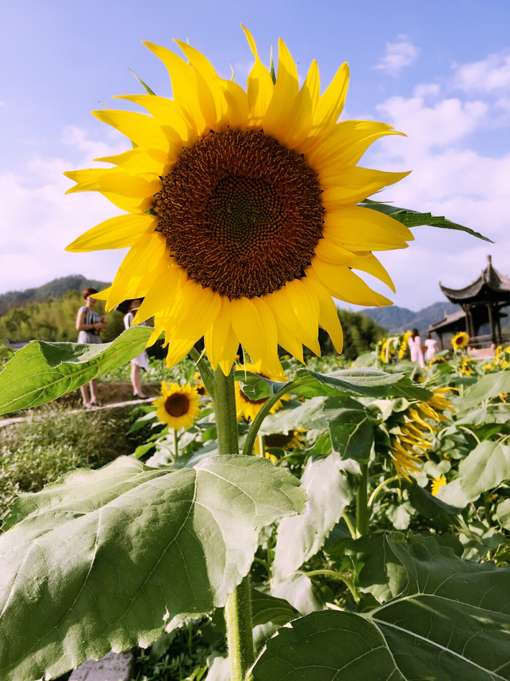 安徽省黄山市徽州区蜀源------千年古村落