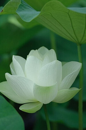 荷花Nelumbo nucifera Gaertn.又名莲花、水芙蓉等。花期6～9月，每日晨开暮闭。果熟期9～10月。荷花“中通外直，不蔓不枝，出淤泥而不染，濯清涟而不妖”的高尚品格，历来为古往今来诗人墨客歌咏绘画的题材之一。1985年5月荷花被评为中国十大名花之一。荷花是印度、泰国和越南的国花。荷花是水生植物。中国早在三千多年即有栽培，在辽宁及浙江均发现过碳化的古莲子，可见其历史之悠久。莲叶、莲花、莲蕊等也都是中国人民喜爱的药膳食品。可见荷花食文化的丰富多彩。”花语：清白、坚贞纯洁、忠贞和爱情、孤傲、冰清玉洁、自由脱俗... 绿色 森系 植物 风景 插画 手绘 卡通 可爱 壁纸 锁屏 头像 背景 壁纸 手机 桌面 文字 封面 人物 女生 男生手机锁屏 摄影 美图 日系 小清新 静物 恋物 设计 by：度娘 喜欢的话请关注 只是戒了度娘