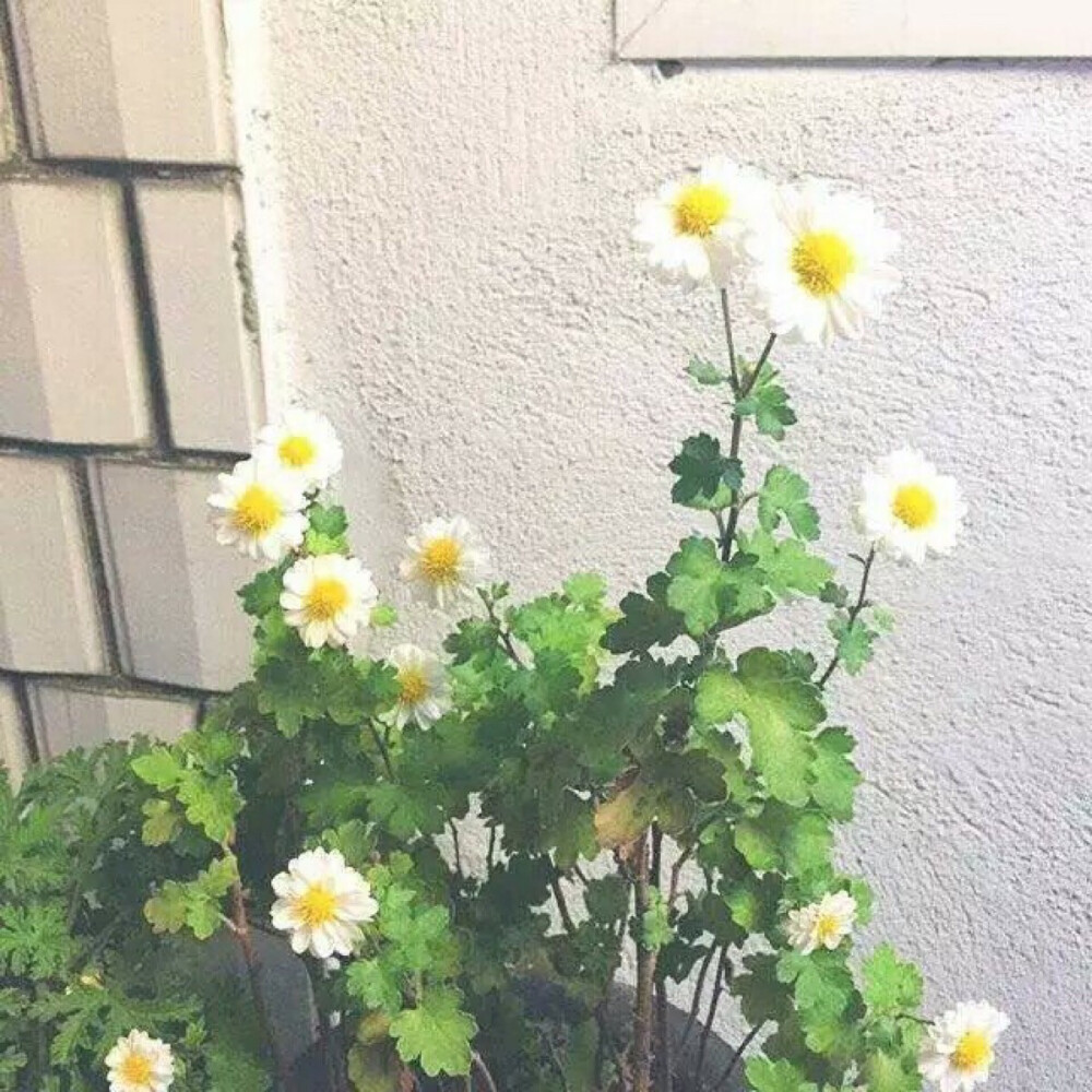 绿色 森系 植物 风景 自然 文化 建筑 视觉 城市 欧洲 旅行 复古 纪实 胶片 摄影 色彩 街道 插画 手绘 卡通 可爱 壁纸 锁屏 头像 背景 壁纸 手机 桌面 文字 封面 人物 女生 男生手机锁屏 摄影美图 日系 小清新 静物 恋物设计 喜欢的话请关注 只是戒了度娘