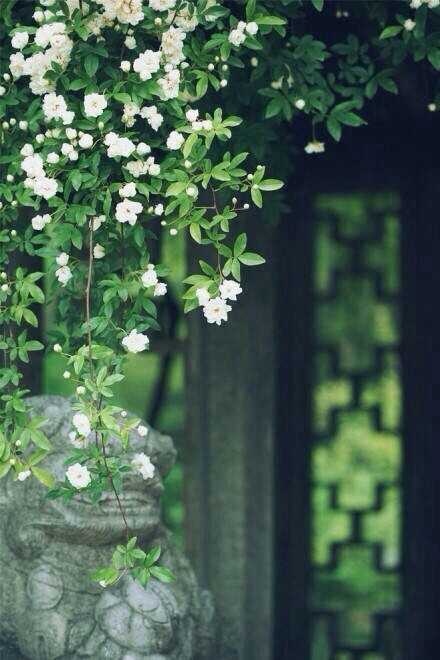 绿色 森系 植物 风景 自然 文化 建筑 视觉 城市 欧洲 旅行 复古 纪实 胶片 摄影 色彩 街道 插画 手绘 卡通 可爱 壁纸 锁屏 头像 背景 壁纸 手机 桌面 文字 封面 人物 女生 男生手机锁屏 摄影美图 日系 小清新 静物 恋物设计 喜欢的话请关注 只是戒了度娘