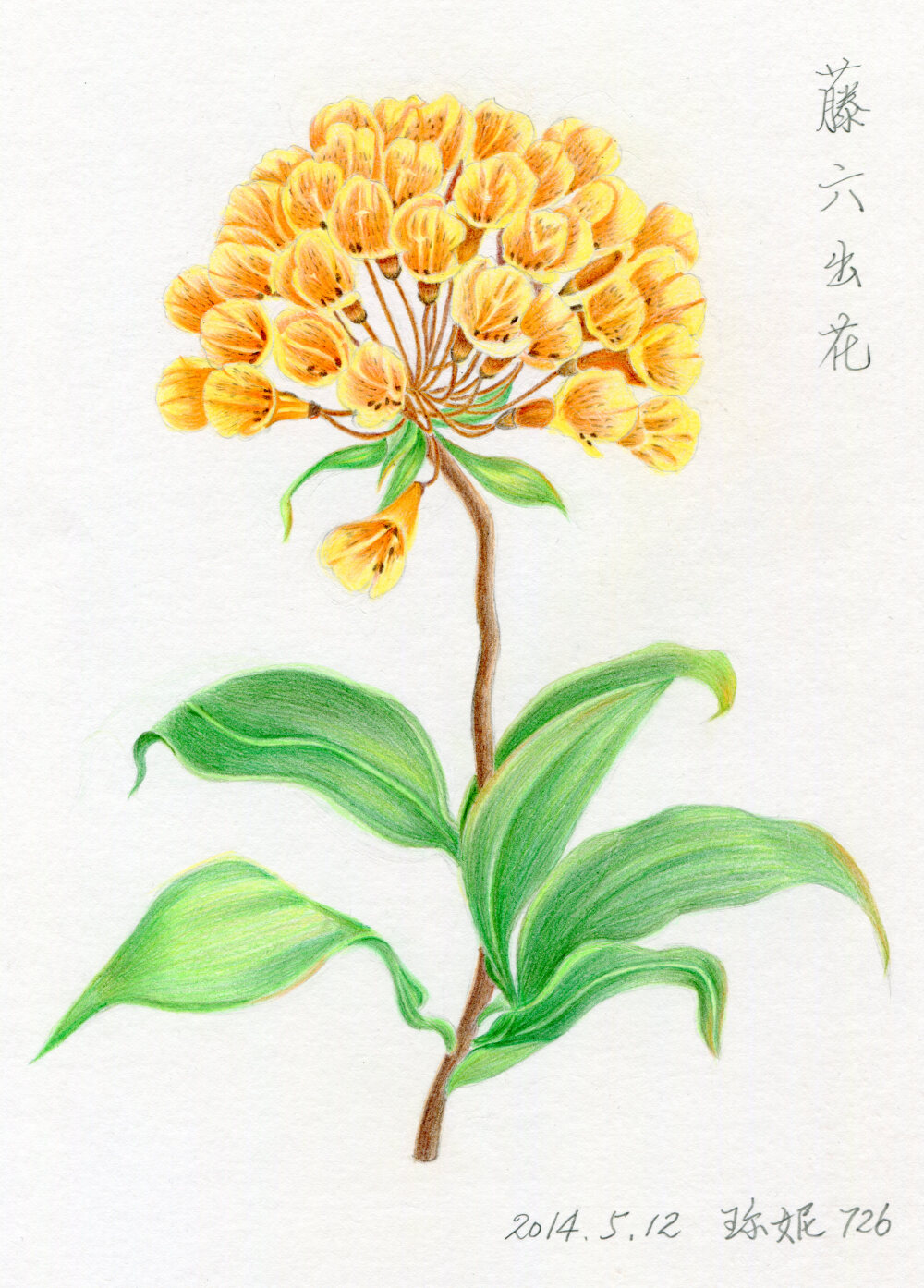 临摹飞乐鸟的花之绘4