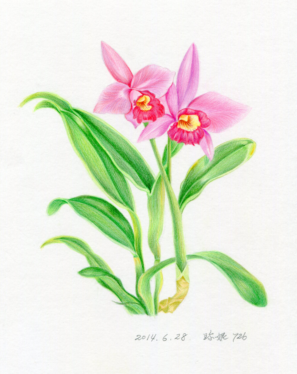 临摹飞乐鸟的花之绘4