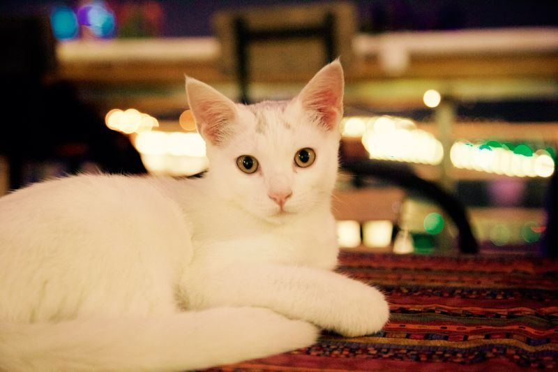 我们有咖啡、有红酒、有小啤酒、有新鲜果汁、有好吃的点心、有帅帅的咖啡师、有呆萌小喵和傻白狗，有180°全景大露台，我们面朝大海春暖花开，我们在三亚湾一号咖啡屋等你~
