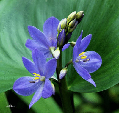 雨久花