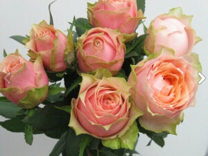 日本月季 教父（神父Godfather，ゴットファーザー）——（日本，粉色，2012）
中文名：教父（神父）
英文名：Godfather
日文名：ゴットファーザー
培育：日本淡路市（あわじ），冈松,2012年以前
花色：粉红色的花瓣边缘带有绿色色调
香味：中度芳香