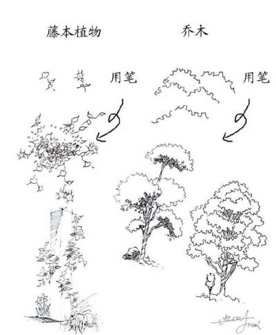 藤本植物，乔木