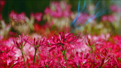 彼岸花，花开彼岸，花叶永不见