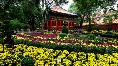 紫禁城【花朝•菊•丙申】“土花能白又能红，晚节犹能爱此工。宁可抱香枝头老，不随黄叶舞秋风” 照片取自@故宫博物院