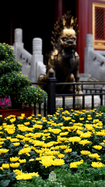 紫禁城【花朝•菊•丙申】“人生易老天难老，岁岁重阳。今又重阳，战地黄花分外香。一年一度秋风劲，不似春光。胜似春光，寥廓江天万里霜。” 照片取自@故宫博物院