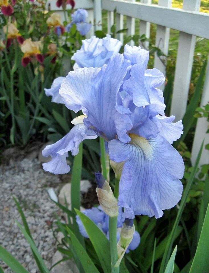 德国鸢尾（
Iris
germanica
L.），鸢尾科（
Iridaceae
）鸢尾属多年生草本