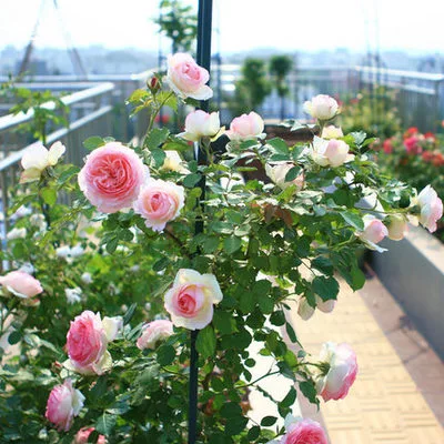 藤本月季花苗爬藤植物蔷薇花苗绿植盆栽欧月玫瑰攀援花卉四季开花