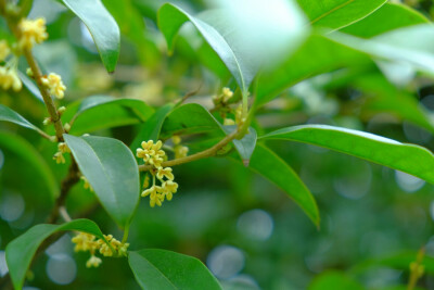 现在这个季节空气里都是桂花香～～来，深呼吸～～