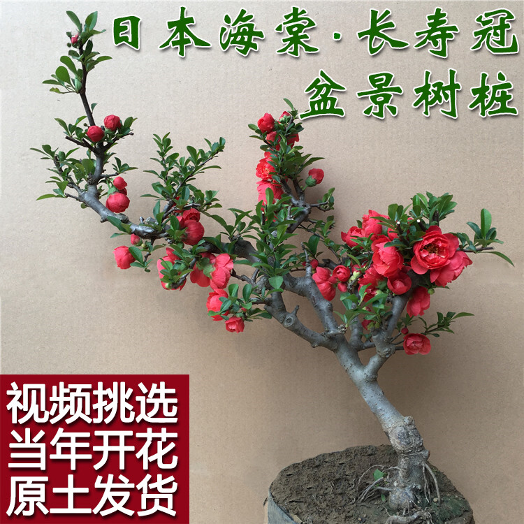 海棠花 盆栽盆景树桩 海棠树苗长寿冠海棠 年宵花卉