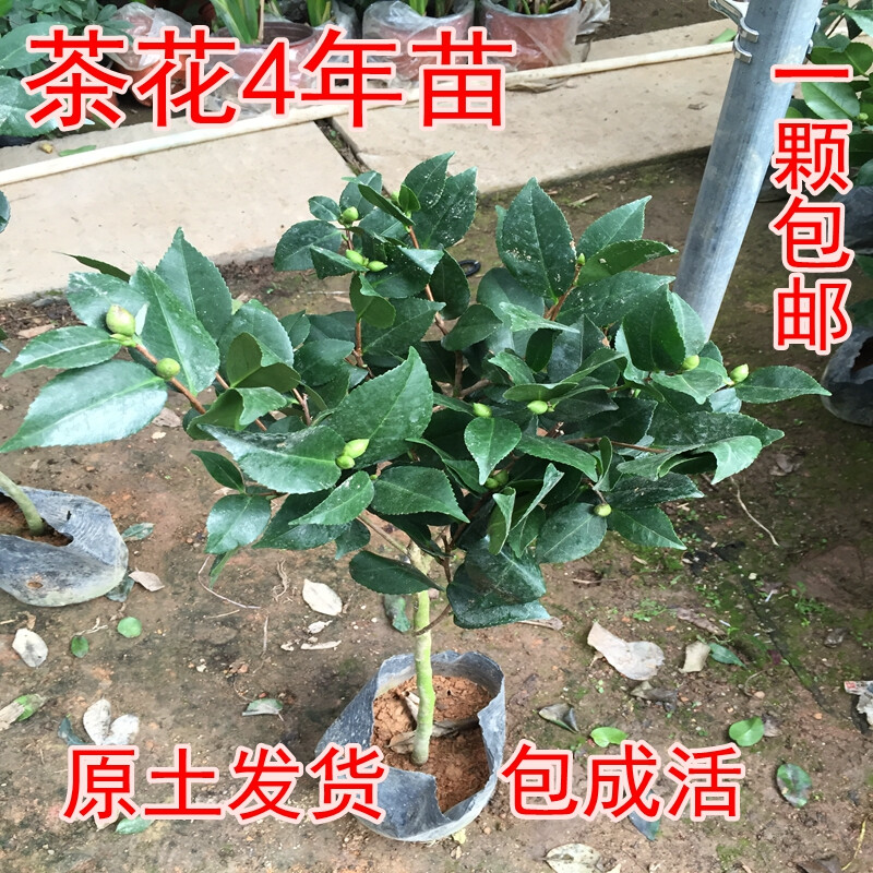 特价庭院当年开花山茶花树苗带花苞室内绿植盆栽花卉茶梅十八学士