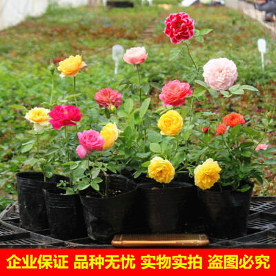 藤本月季花苗四季开花庭院阳台爬藤攀援花卉植物欧月盆栽蔷薇包邮