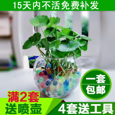 铜钱草水培植物室内盆栽花卉绿植套餐绿萝吊兰栀子花辐射净化空气