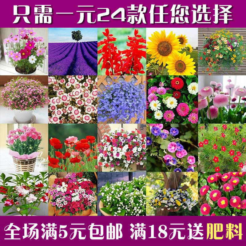 秋播花种子四季种套餐 庭院景观室内阳台盆栽花卉绿植包邮