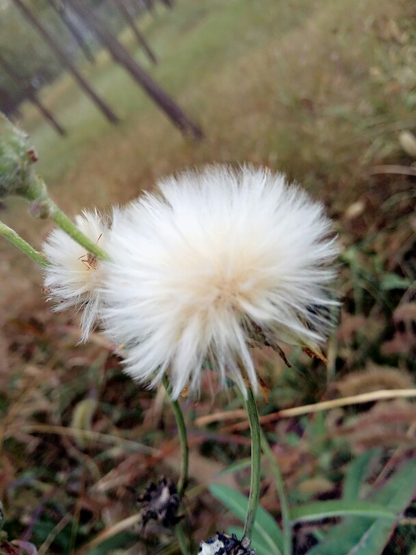 野花