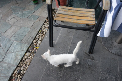 小白喵，我们三亚湾一号咖啡屋的明星喵