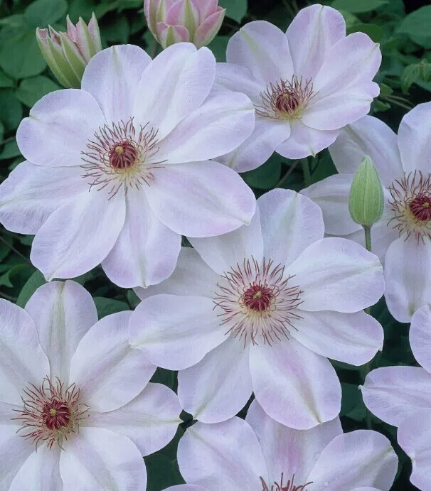 5米 介绍: 铁线莲 黎明clematis dawn ,类型:早花大花型.