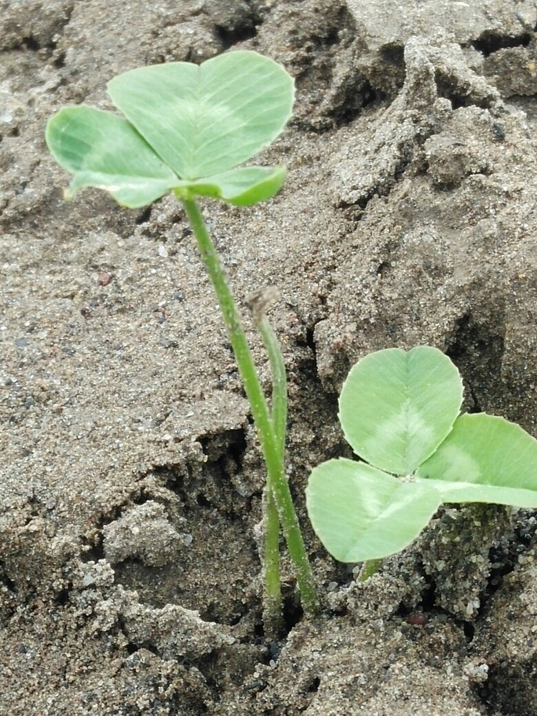 绿色植物