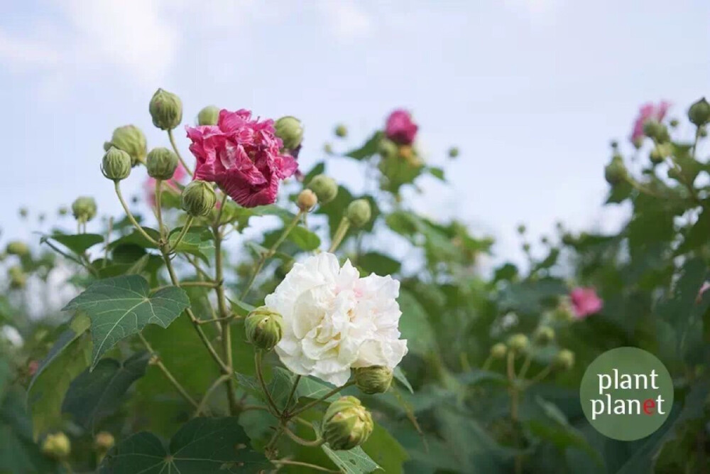 木芙蓉