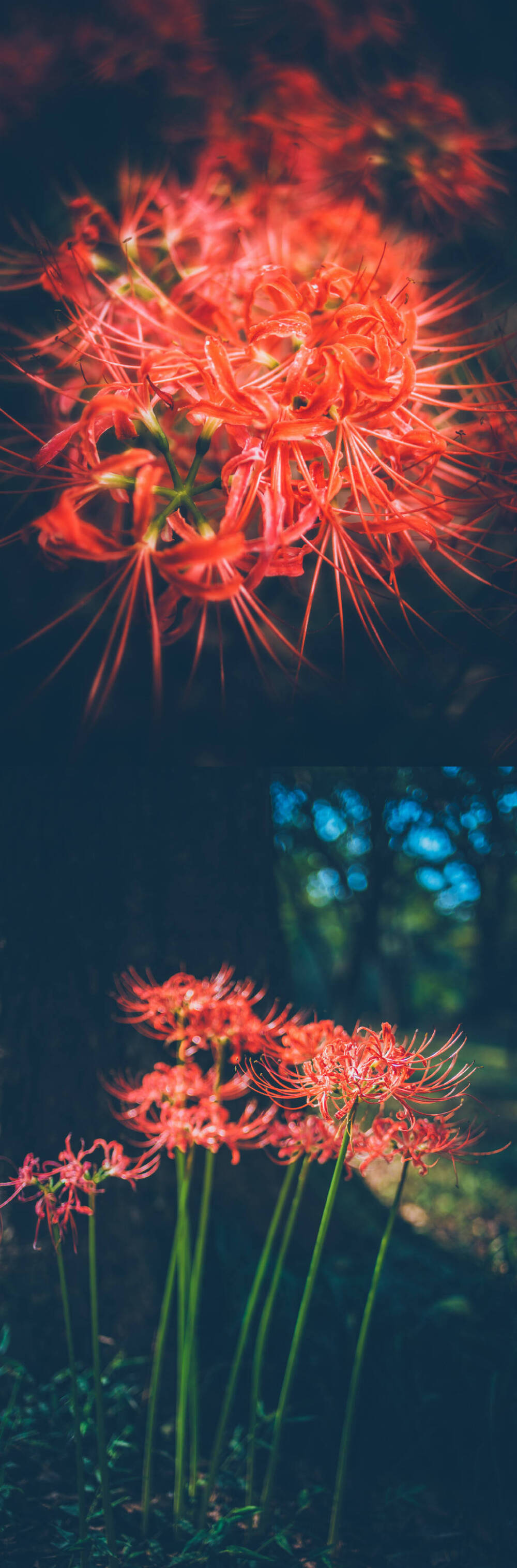 彼岸花，开在天界之红花，开一千年，落一千年，花叶永不相见。摄影／后期：界音