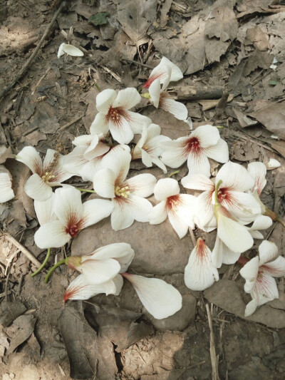 清明踏青路上落花