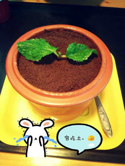 吃一下高级的土。