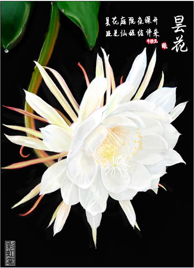 【昙花】昙花庭院夜深开,疑是仙姬结伴来。给梦和雾
作者：薄眠