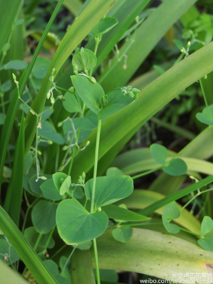 荷莲豆草Drymaria diandra石竹属Caryophyllaceae荷莲豆草属一年生匍匐草本，中国产浙江福建台湾广东广西四川贵州云南西藏湖南等地，花梗具白色腺毛。一直没弄明白这是啥草，直到看到它的花苞，有似曾相识之感，细想好像有繁缕的特色，最终知道是石竹科的，关注身边草木，也许乐趣就在这里。