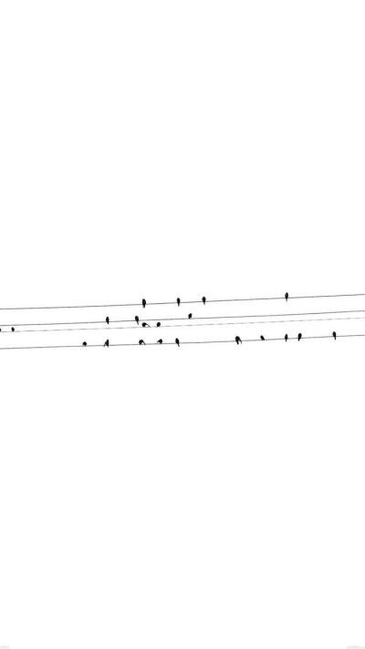 小鸟 电线 小清新 壁纸 锁屏 背景图 