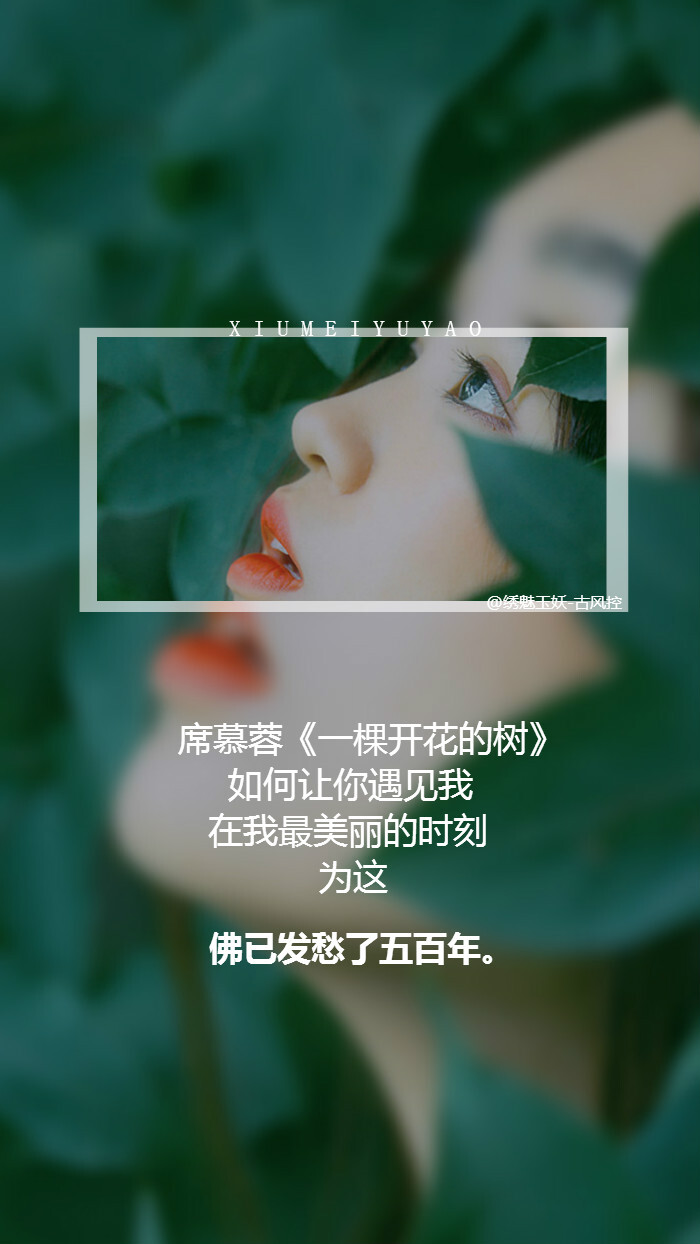 【如何一句话毁掉情诗】席慕蓉《一棵开花的树》如何让你遇见我，在我最美丽的时刻，为这，吐槽：佛已发愁了五百年！