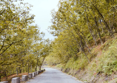 歙县三阳路边的山核桃树