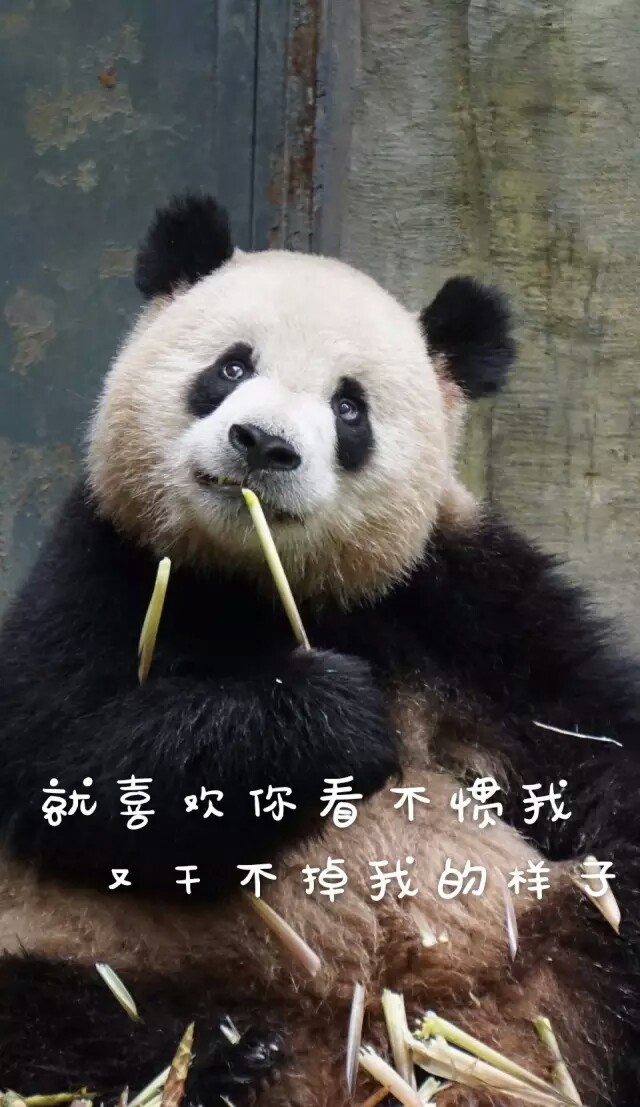 轉(zhuǎn)自ipanda 表情包大賽 就喜歡你看不慣我又干不掉我的樣子