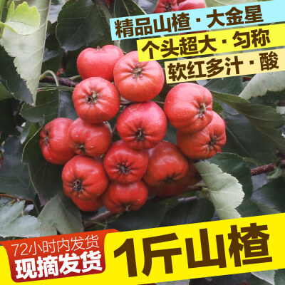 1斤大山楂500g山楂山里红新鲜山楂现摘山里红果山楂大五棱山渣果