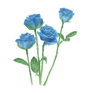 花卉，蓝玫瑰，彩铅