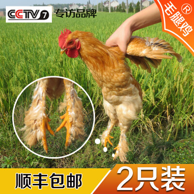 正宗农家散养毛腿童子鸡2只小公鸡原生态放养无激素纯天然土鸡