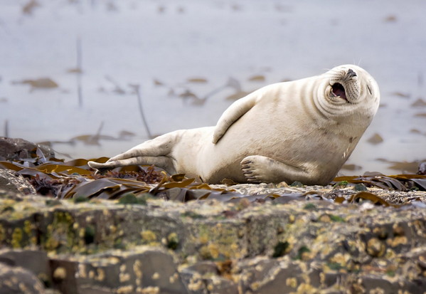 趣味动物摄影奖（Comedy Wildlife Photography Awards）是由英国野生动物摄影师Paul Joynson-Hicks 创立的一个年度摄影奖项，旨在与公众分享动物王国的趣味瞬间，从大象、犀牛到濒危的猩猩及鲨鱼，每种生物都有自己的机智和幽默。