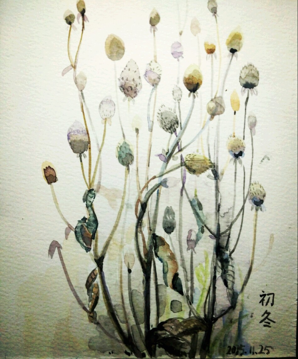 干枯的野棉花，冬天的味道 水彩 插画