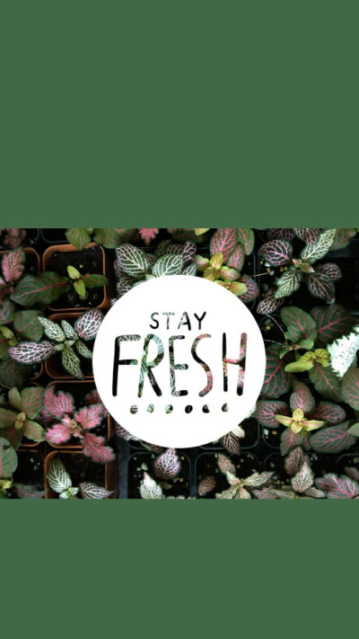 stay fresh